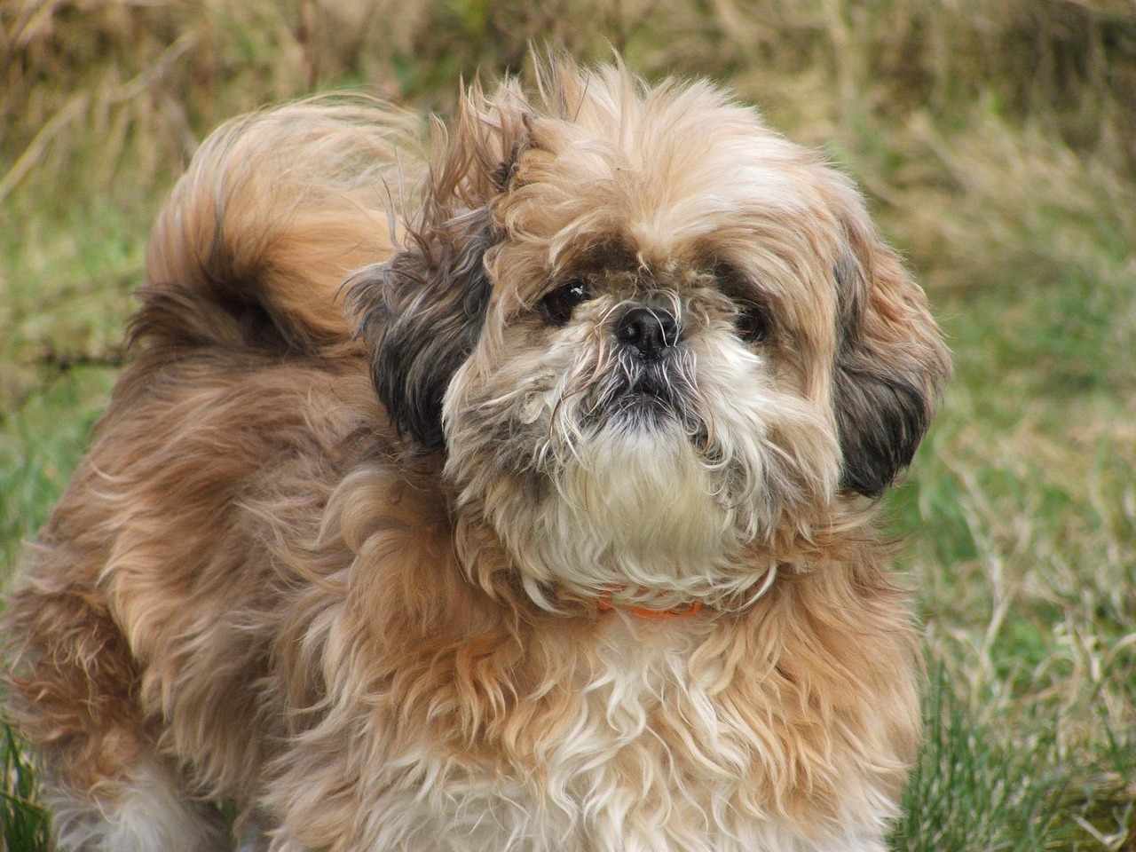 Shih Tzu Shih Tzu