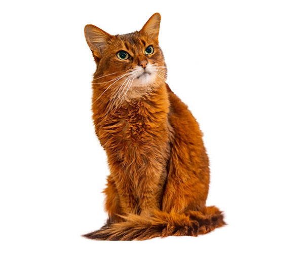 Gatto Somalo