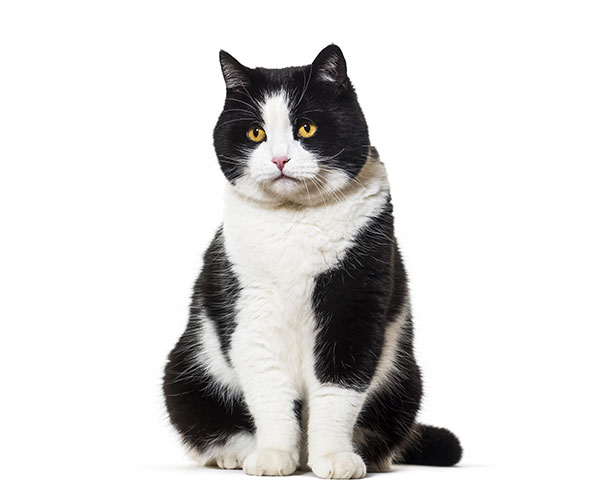 Gatto bianco e nero