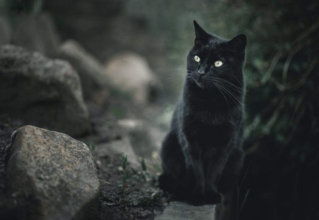 Gatto Nero