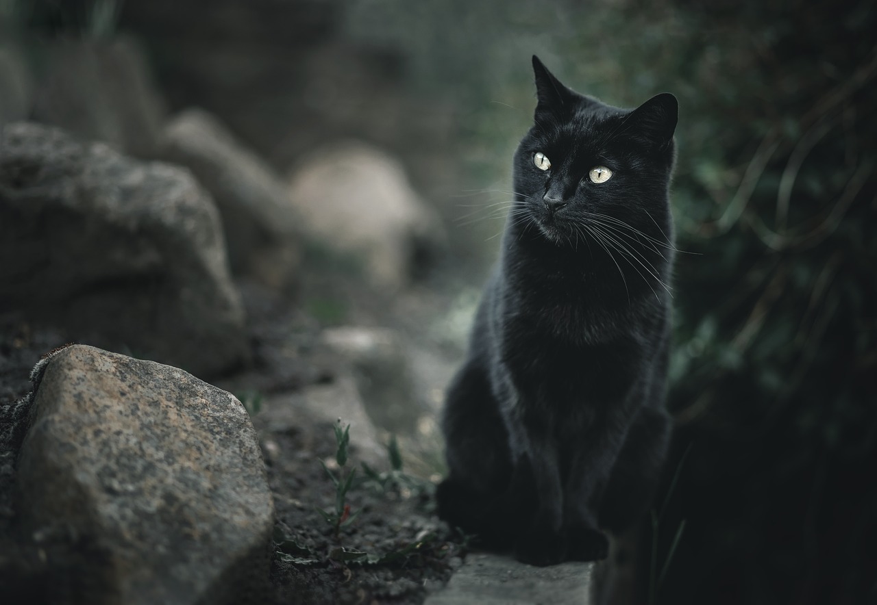 Gatto Nero