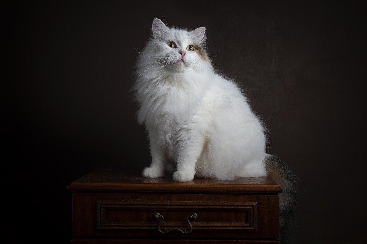 Gatto siberiano