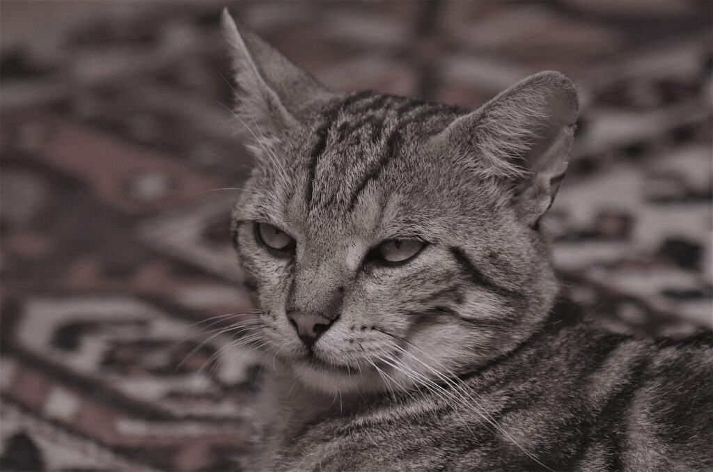 Gatto tigrato