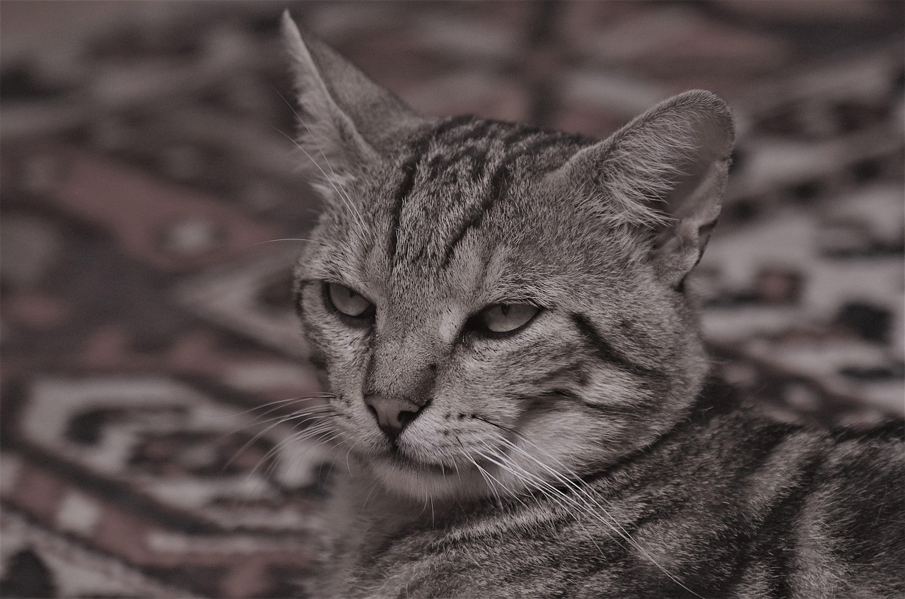Gatto tigrato