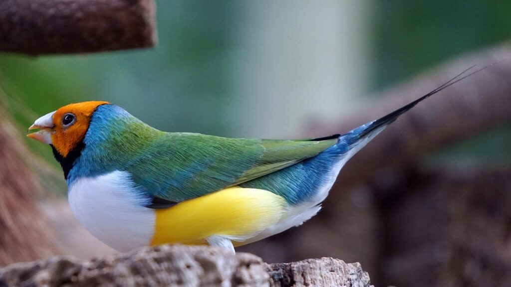 Diamante di Gould