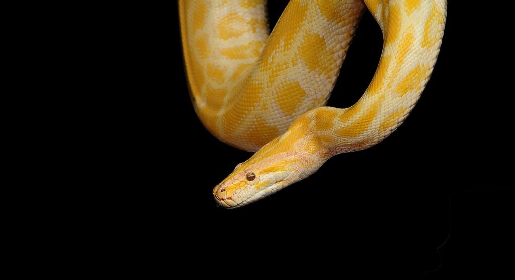 Pitone reale albino