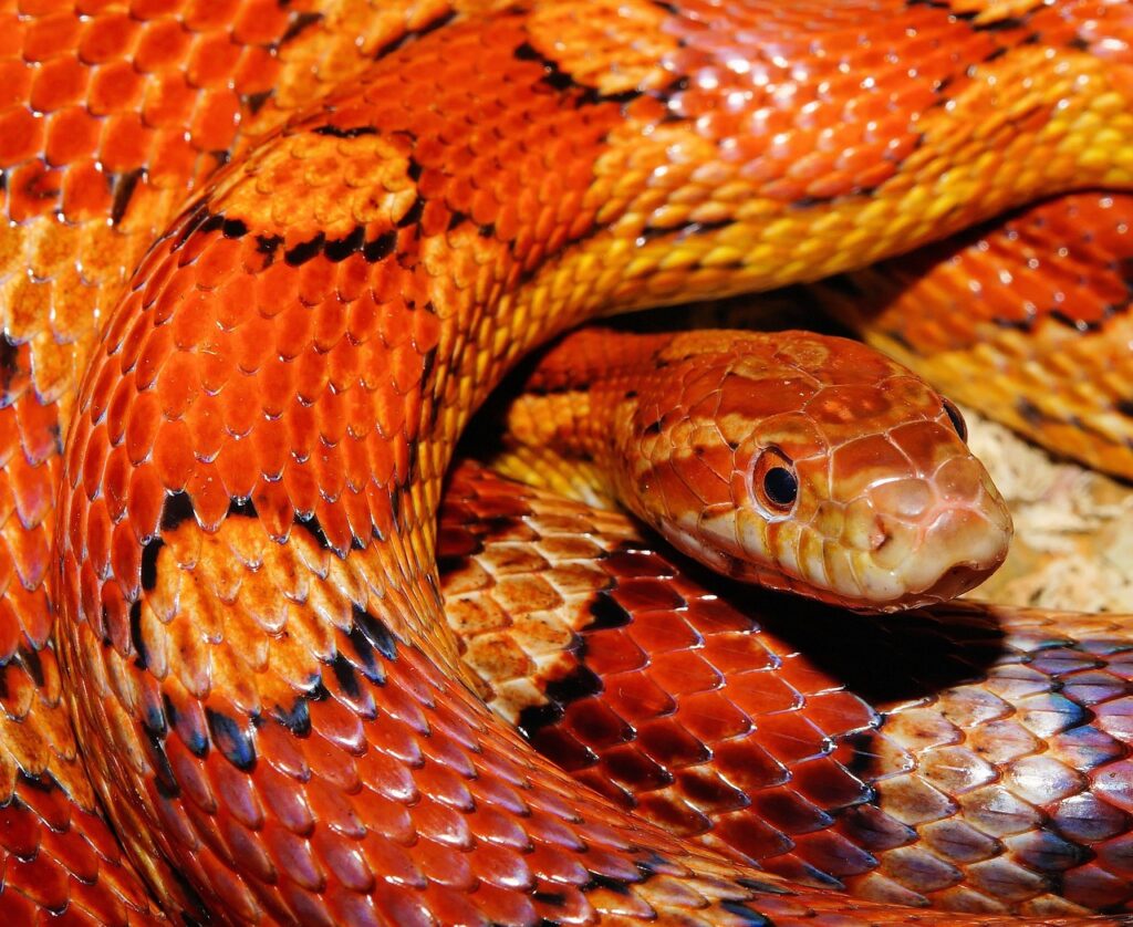Serpente del grano