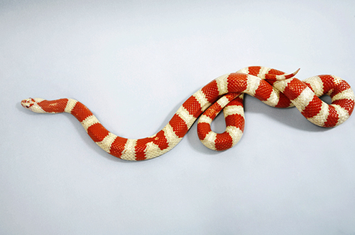 serpente del latte