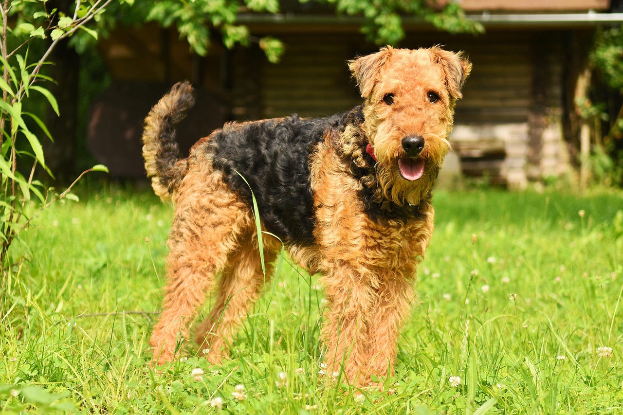 Airedale terrier Airedale terrier