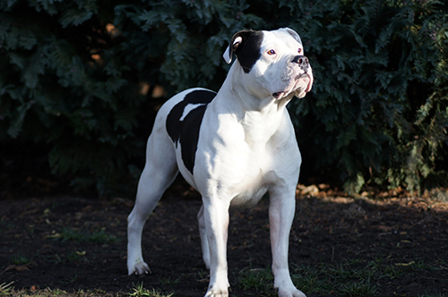 American bulldog