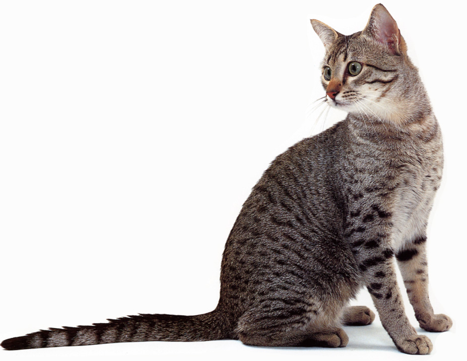 Egyptian Mau