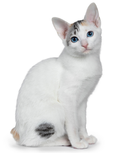 Japanese Bobtail