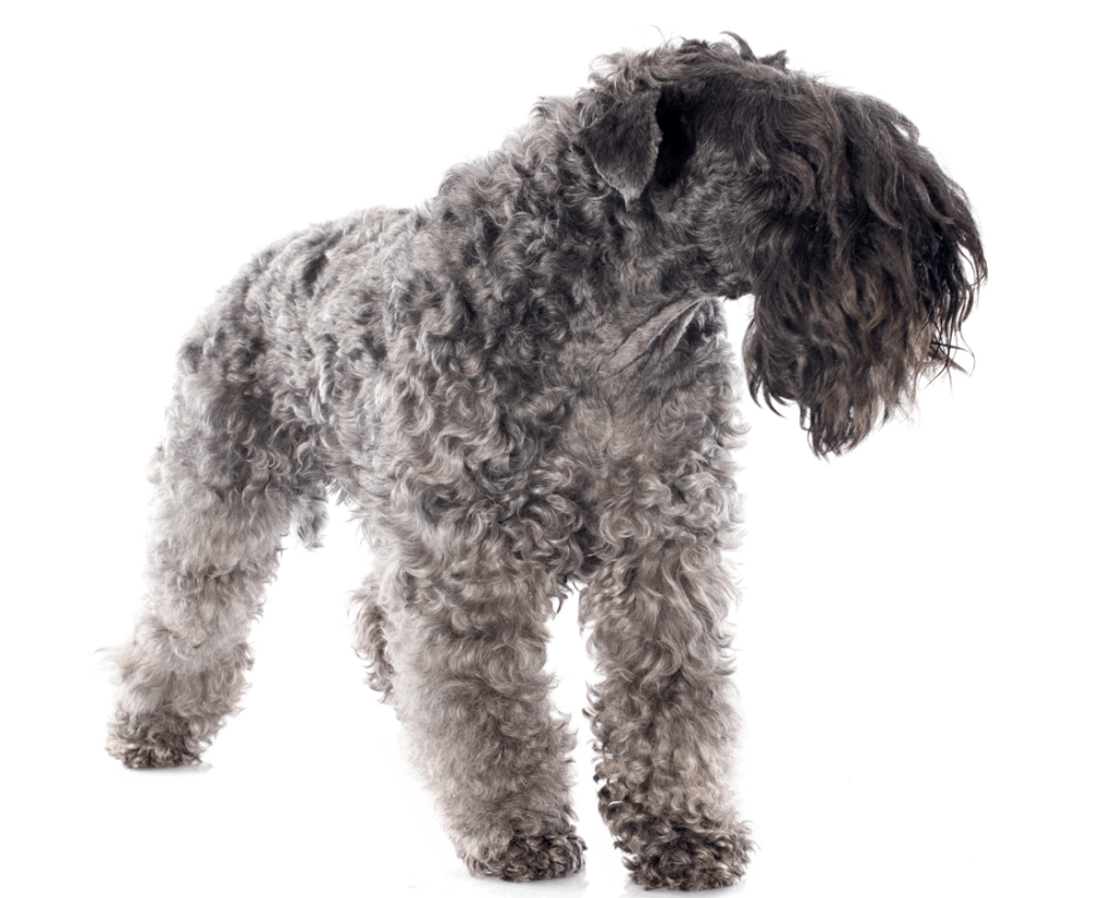 Kerry Blue Terrier