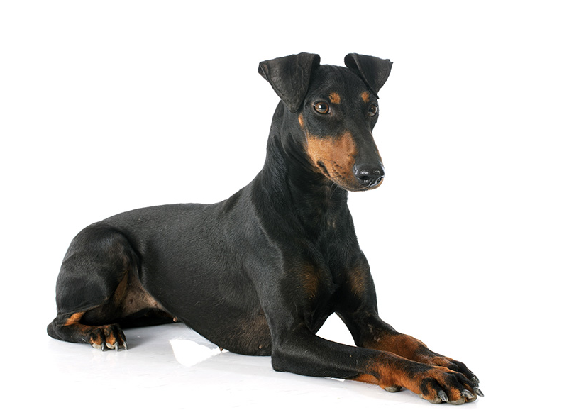 Manchester Terrier