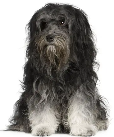 Piccolo Cane Leone