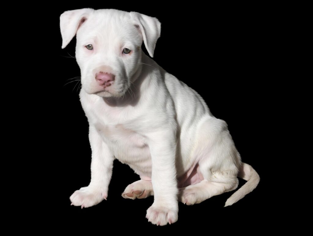 American Pitbull Terrier