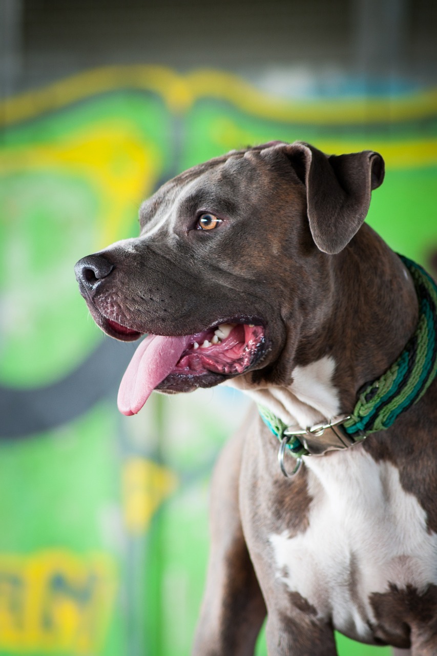 american pitbull terrier 2