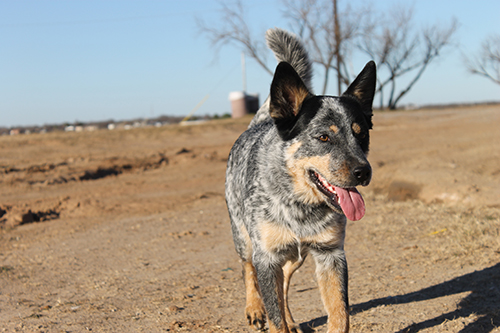Australin Cattle Dog