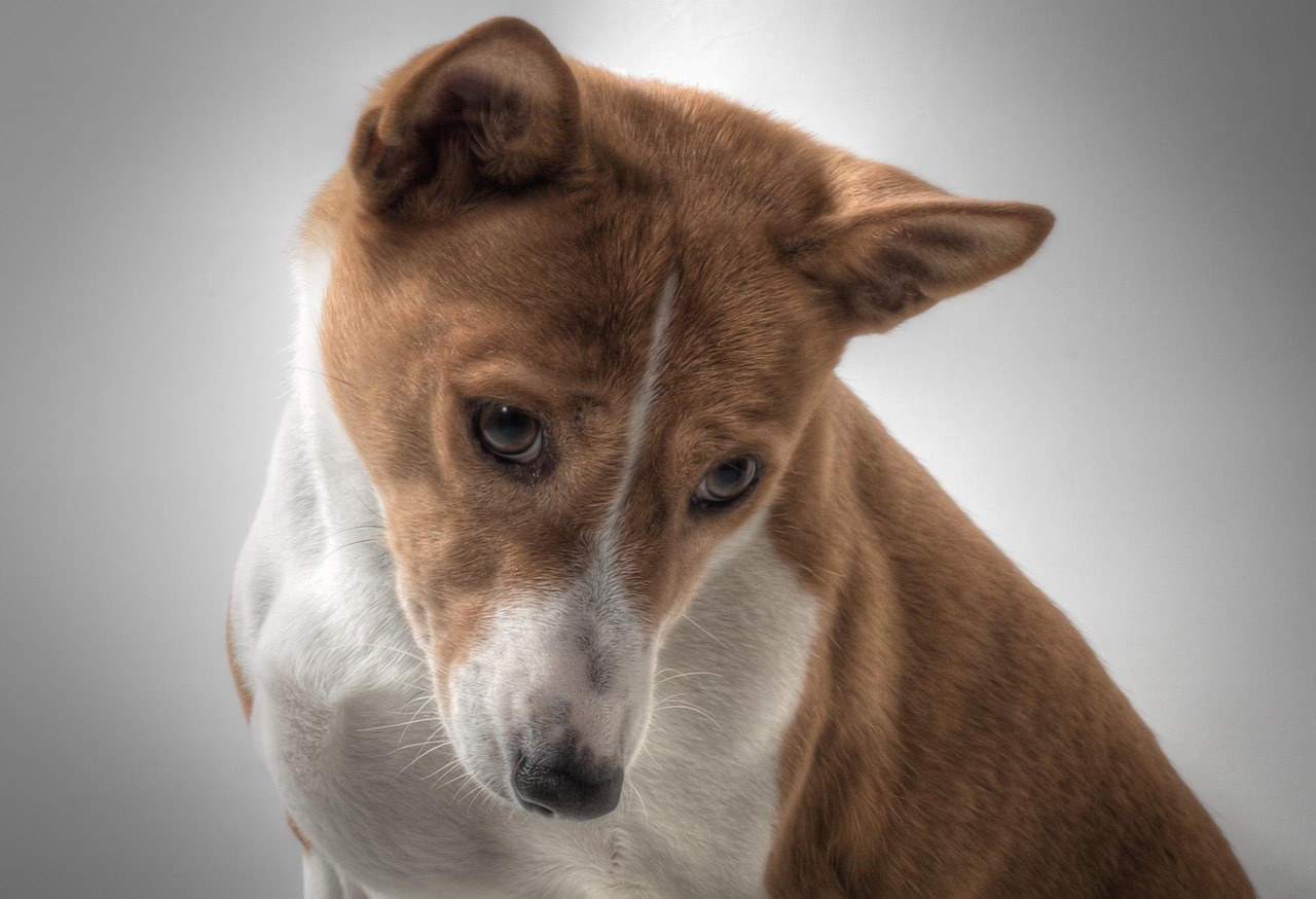Basenji Basenji