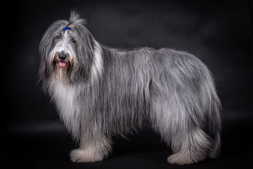 Bearded Collie
