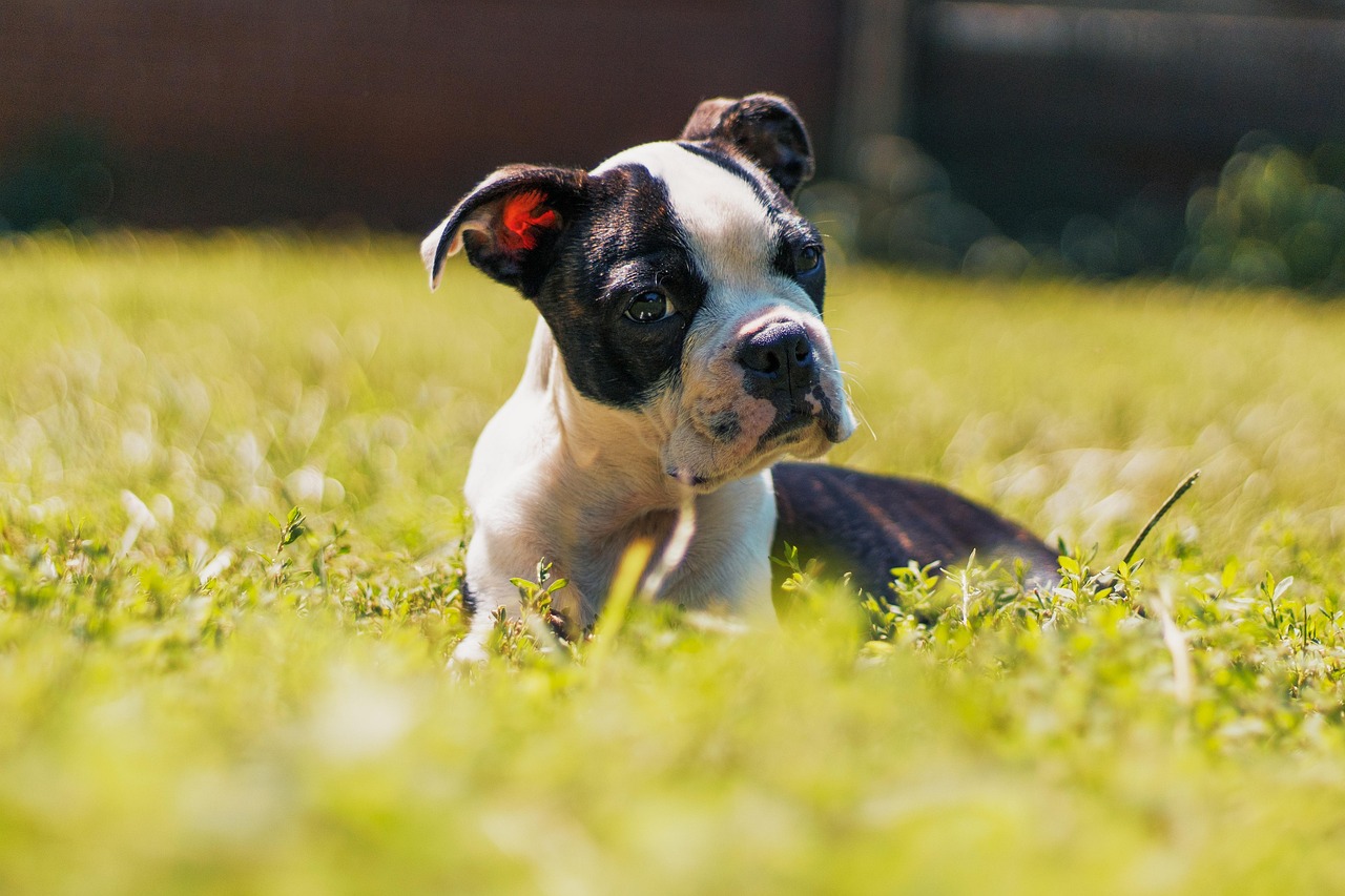 boston terrier 2