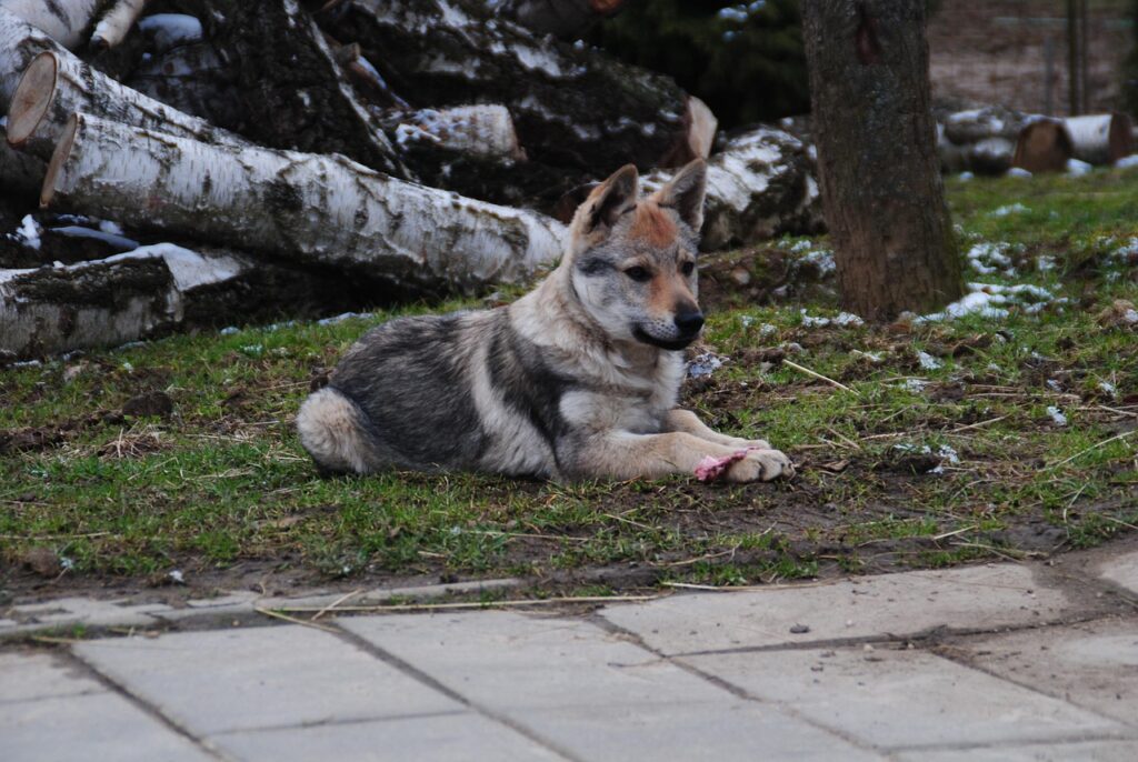 Cane Lupo Cecoslovacco