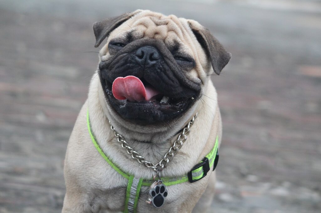 Carlino