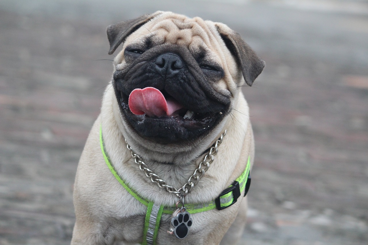 Carlino Carlino