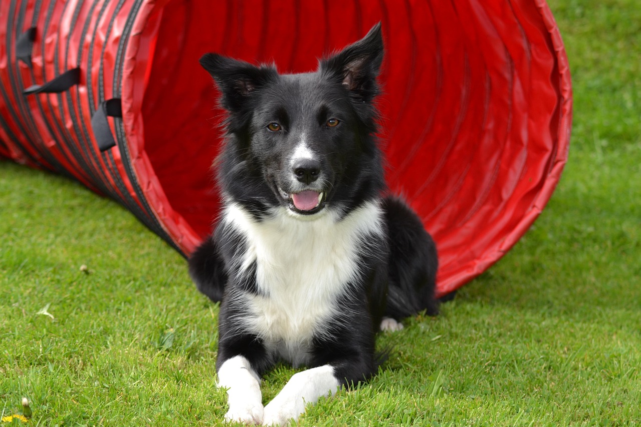 collie 4