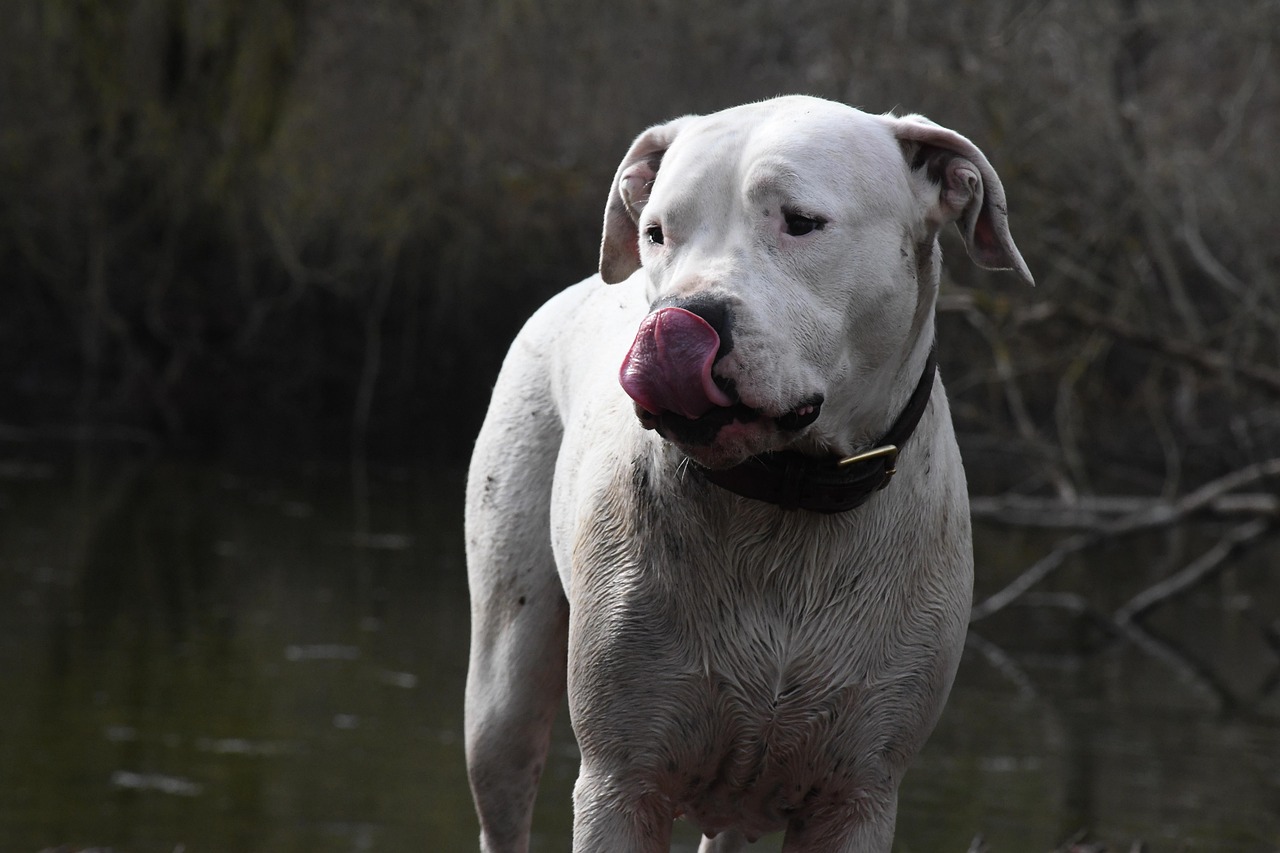 Dogo Argentino Dogo Argentino