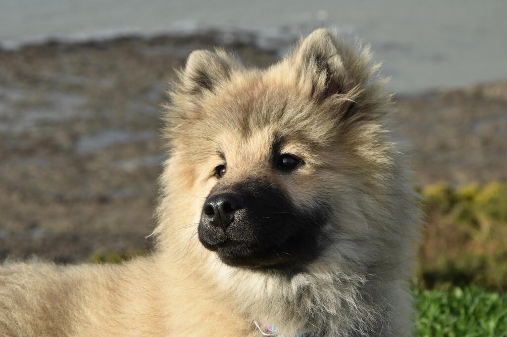 Eurasier