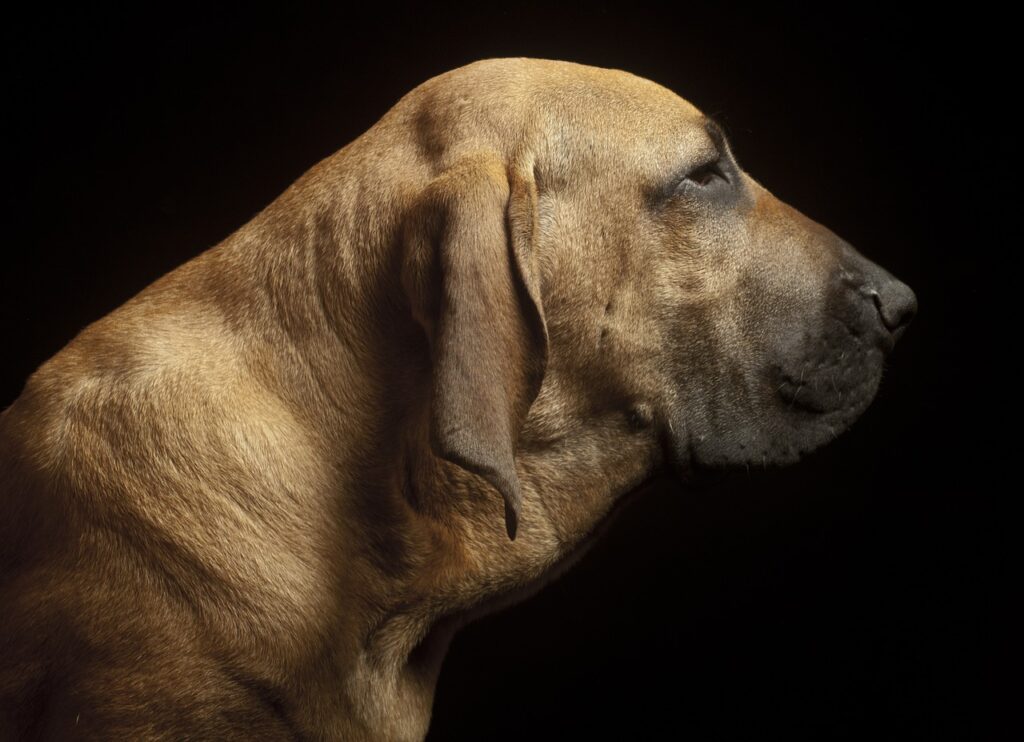 Fila Brasileiro