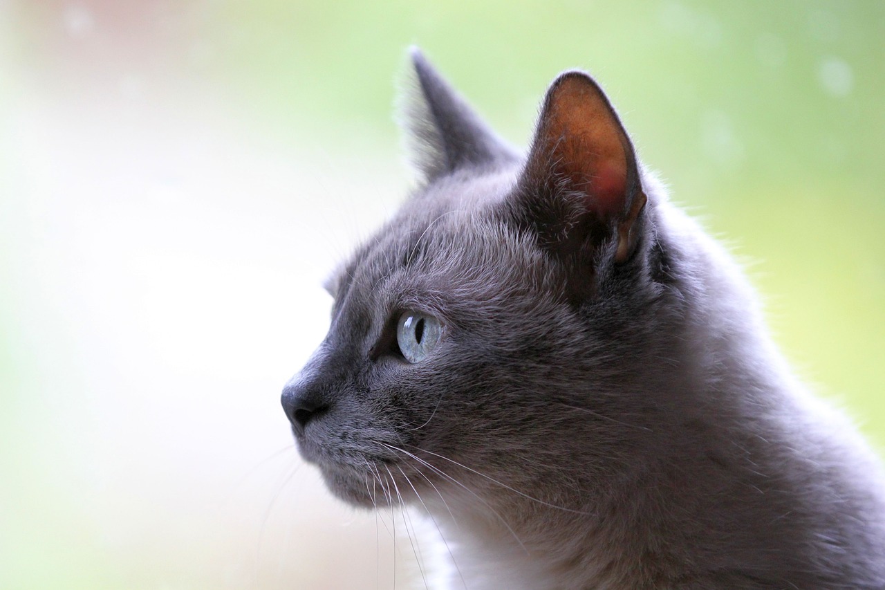 Korat
