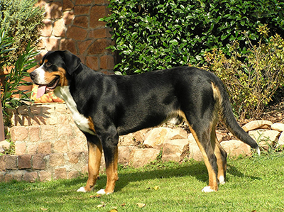 Grande Bovaro svizzero
