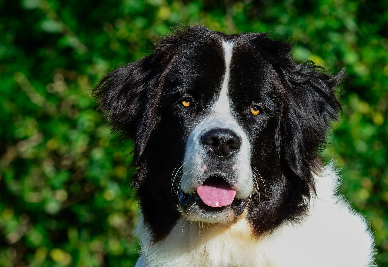 Landseer Landseer