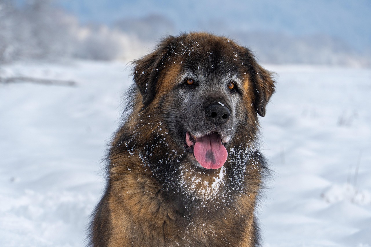 Leonberger Leonberger