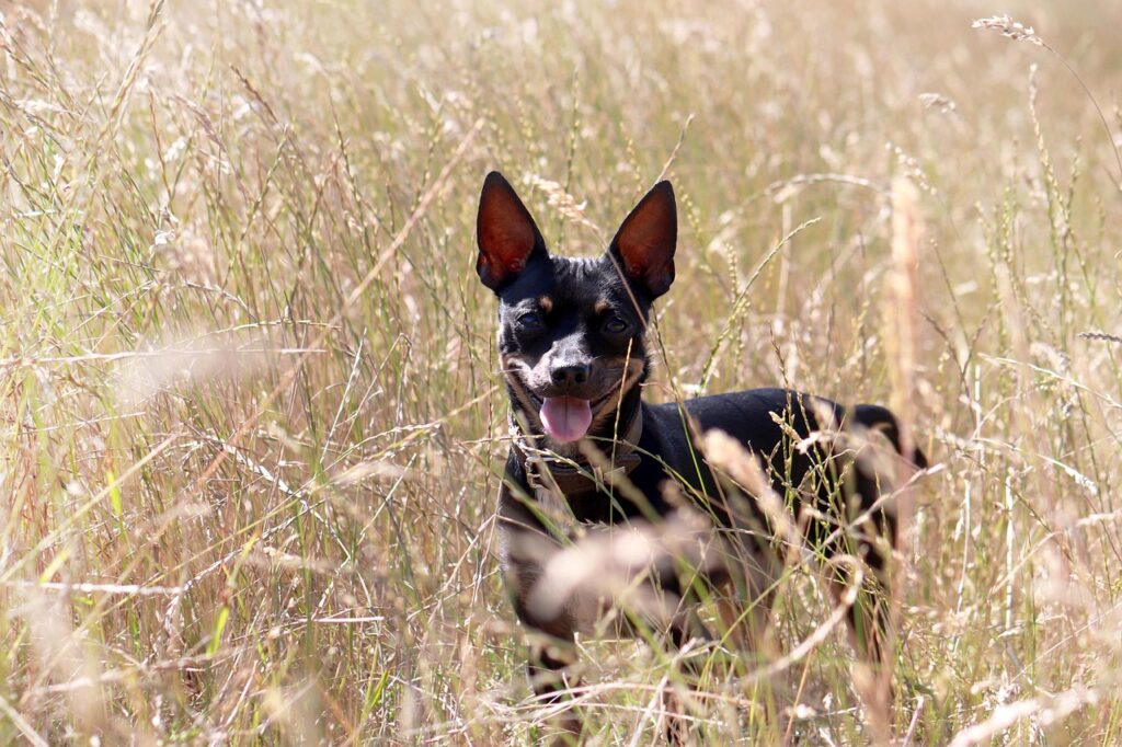 Pinscher