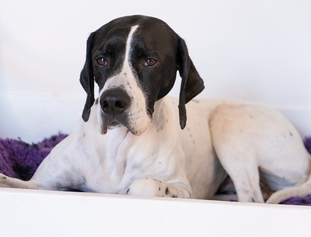 Pointer inglese Pointer inglese