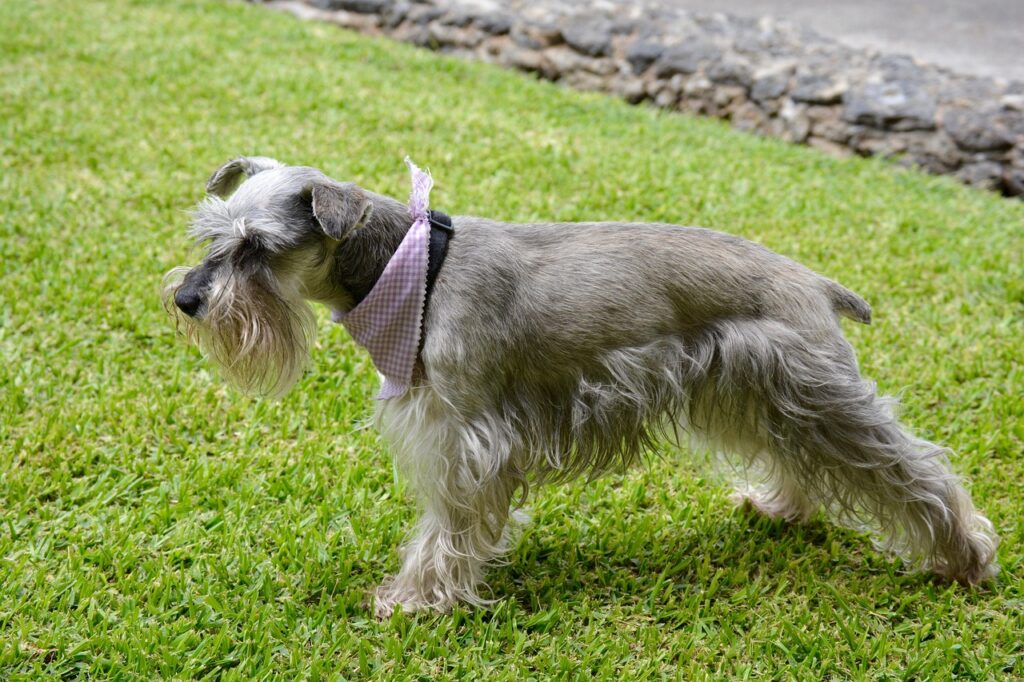 Schnauzer Medio
