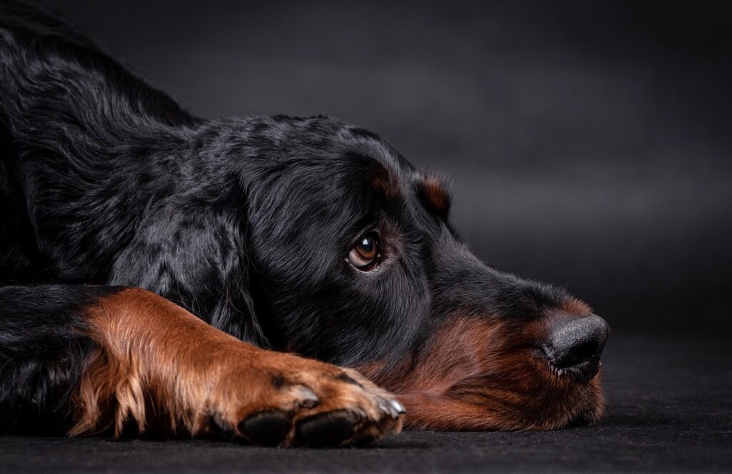 Setter Gordon