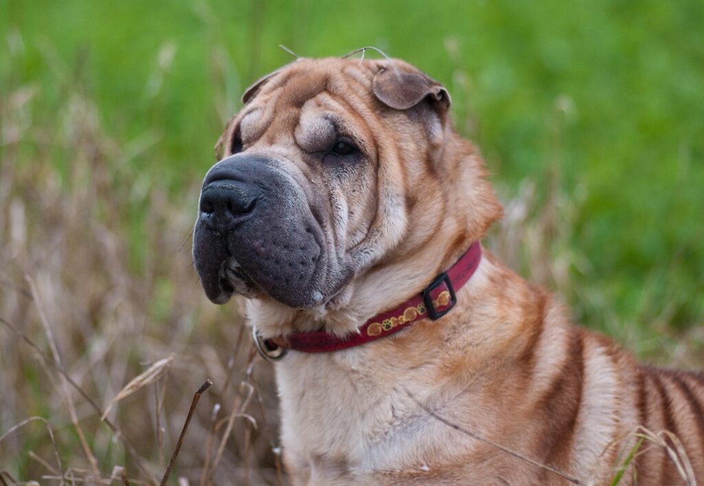 Shar Pei