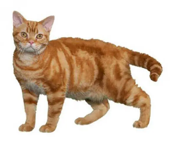 Gatto American Wirehair