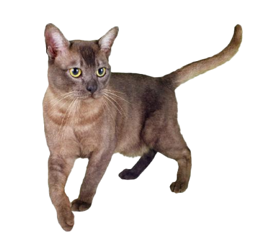 Gatto Asian