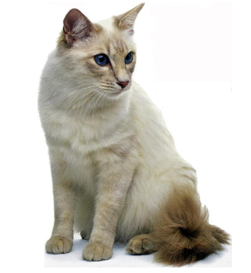 Gatto Belinese