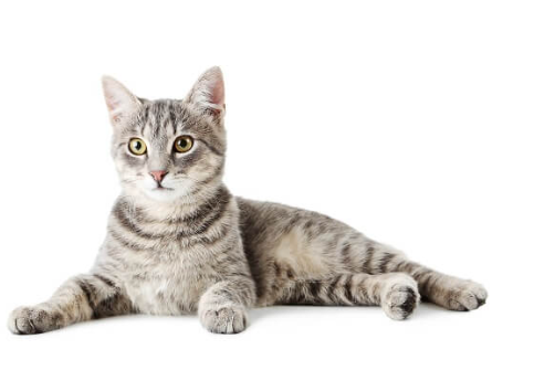 Gatto California Spangled