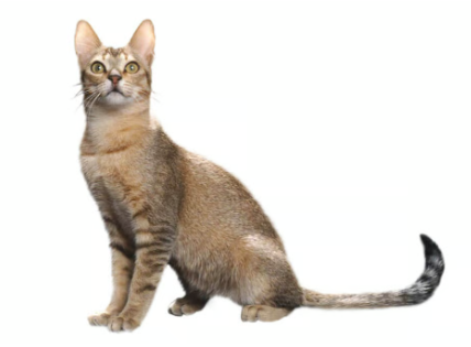 Gatto Ceylon