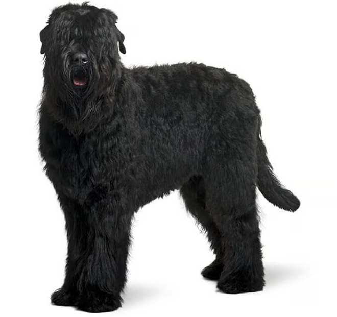 Terrier Nero Russo Terrier Nero Russo