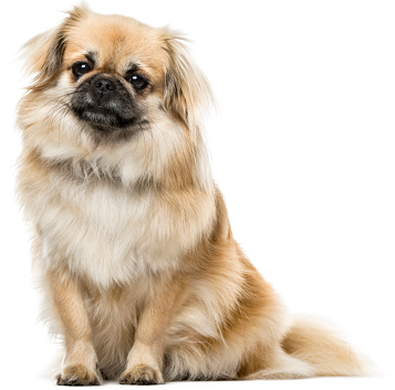 Tibetan Spaniel