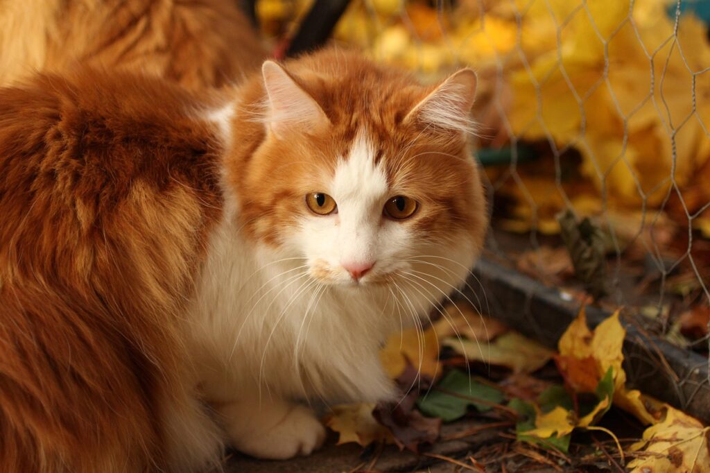 Gatto American Bobtail
