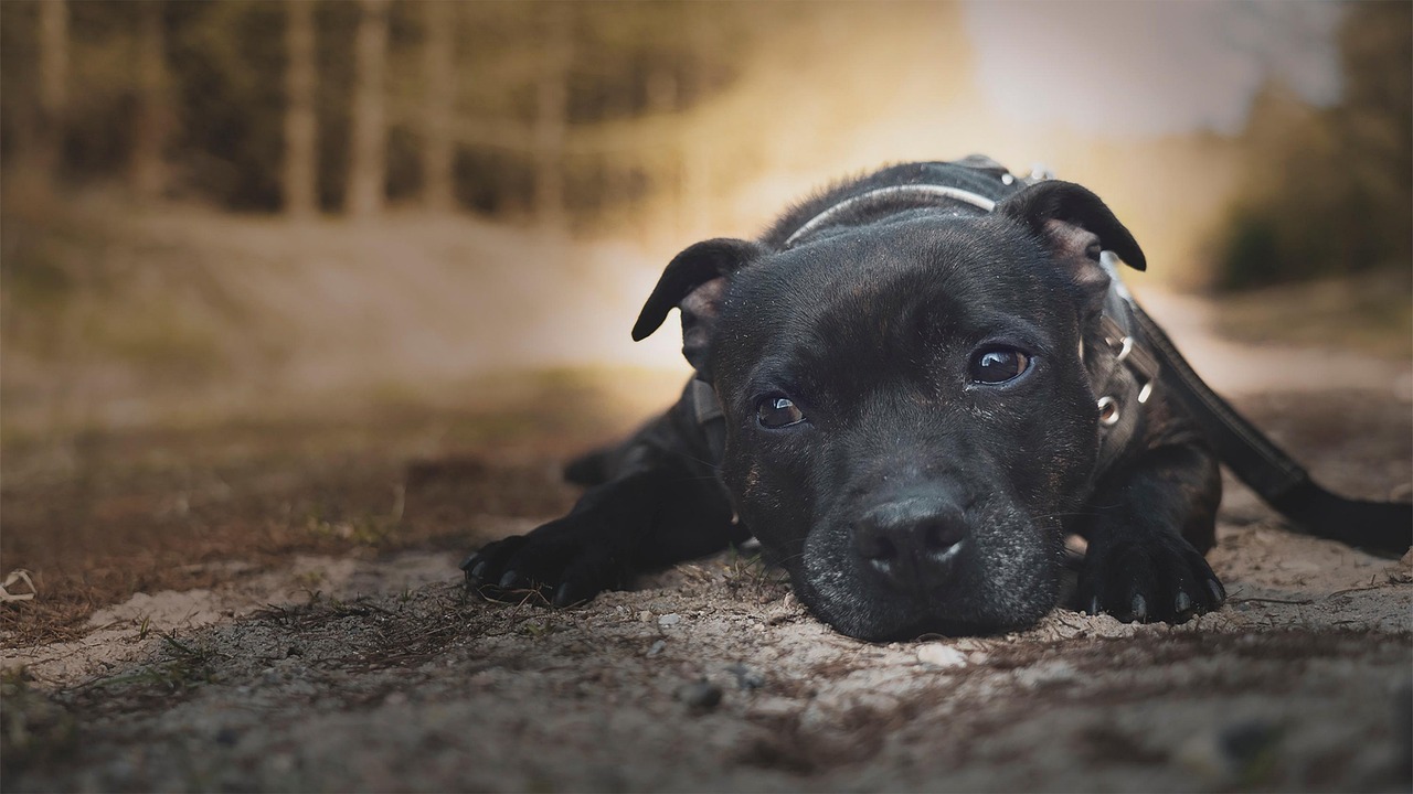 Staffordshire bull terrier Staffordshire bull terrier